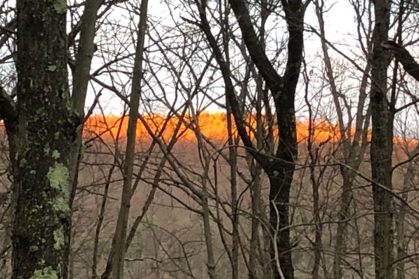 Paforestry Sunsetfall