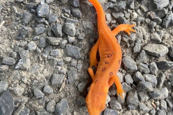 Paforestry Newt